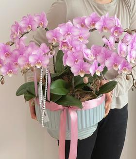 感恩有您 蝴蝶兰盆栽