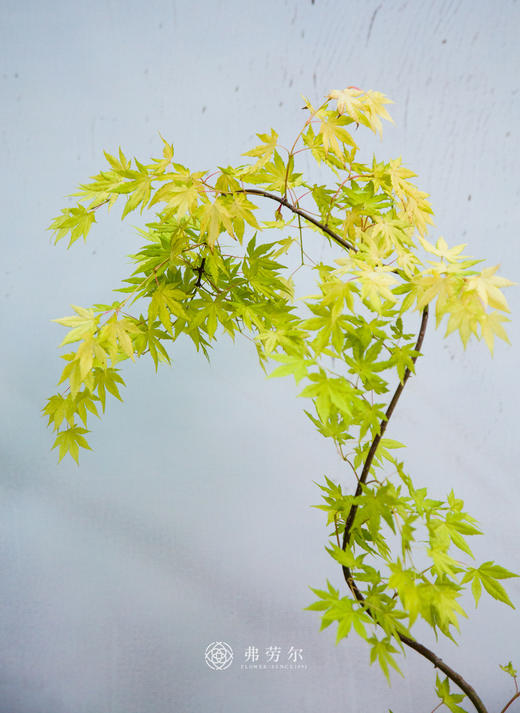 流泉枫① 商品图1