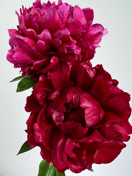 【预售！4.20起陆续发出】亨利博克斯特芍药【人间四月天，芍药铺庭前】 新品进口品种红色重瓣芍药  2束包邮 顺丰空运直发 商品图2