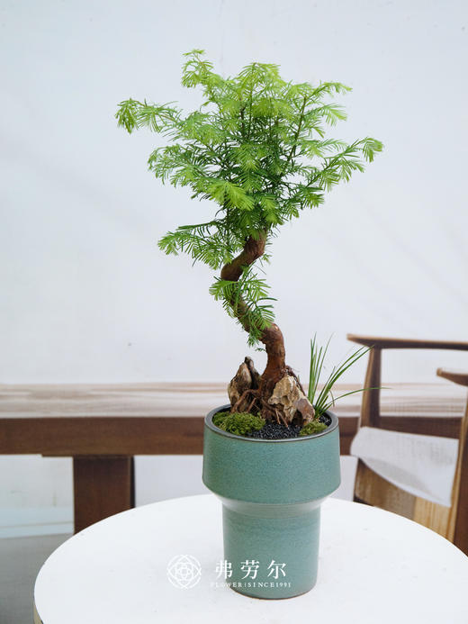 水杉① 商品图0