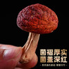 福建龙岩野生红菇王 商品缩略图2