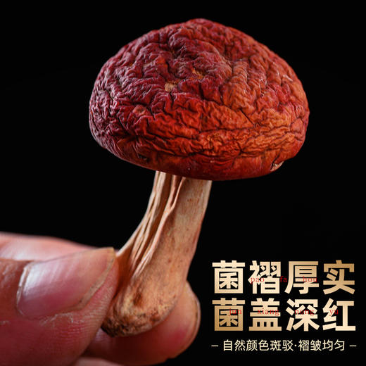 福建龙岩野生红菇王 商品图2