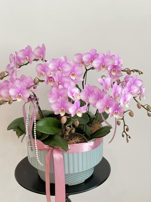 感恩有您 蝴蝶兰盆栽 商品图3