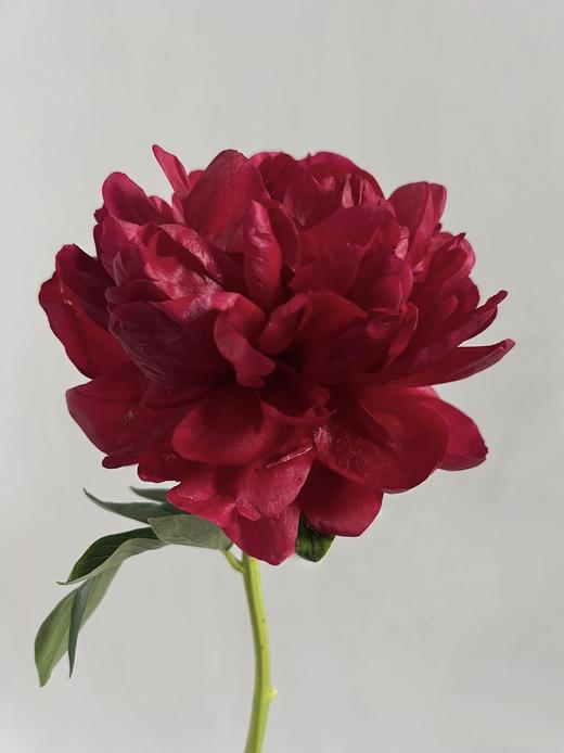 【预售！4.20起陆续发出】亨利博克斯特芍药【人间四月天，芍药铺庭前】 新品进口品种红色重瓣芍药  2束包邮 顺丰空运直发 商品图5