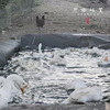 生态散养3年老鹅【切块】（原乡单发-顺丰陆运）| 来自成都安仁，生产者：杨恒珑【合作生产，公平贸易】 商品缩略图3
