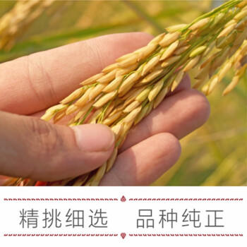 南纳香 进口大米 泰国茉莉香米 泰国米 泰米10斤 莲花系列 日期新鲜 /粮油调味 /米 /泰国香米 商品图6