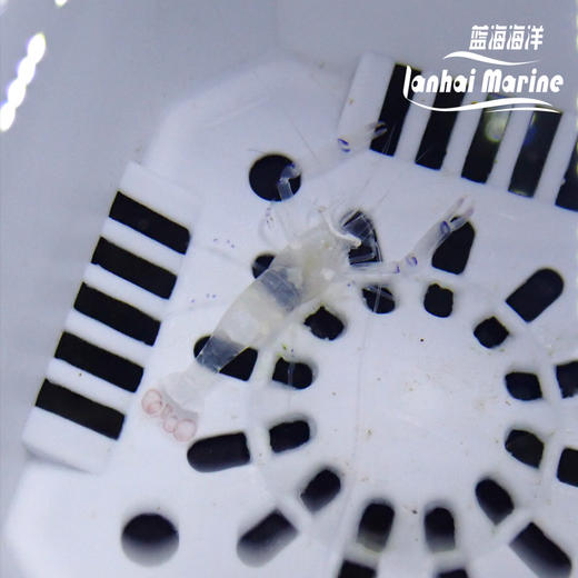 海葵虾 商品图1