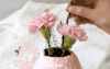 康乃馨盆栽 Jelly cat|母亲节限定 | 昔果 商品缩略图6