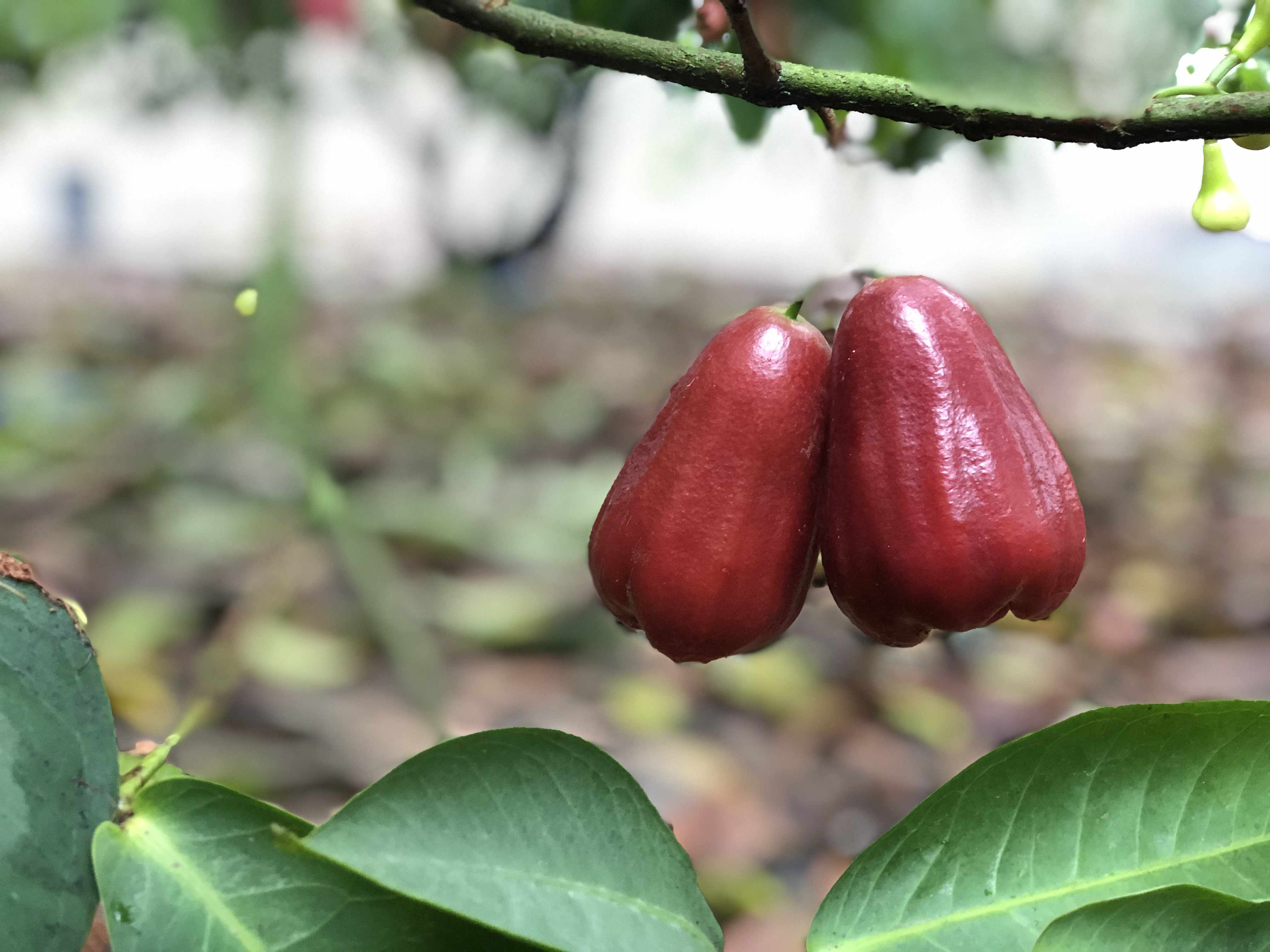 海南黑金刚莲雾