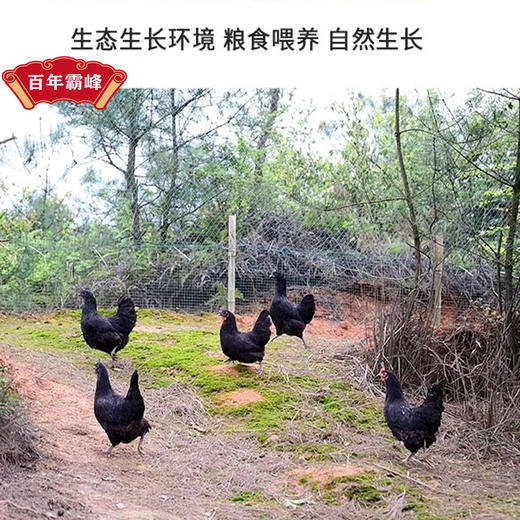 YP 百年霸峰乌鸡鹿骨汤套组 900g/袋*5袋（固形物≥23%） 商品图2