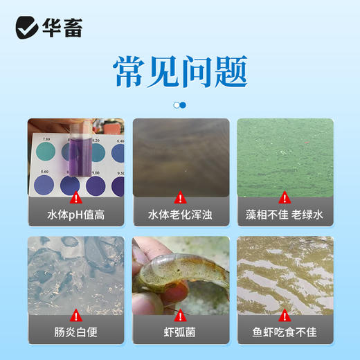 华畜 乳酸菌原种 1000亿高含量 降pH值更快 专利菌种 活性更高 商品图1