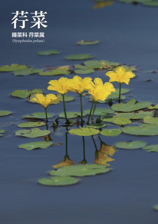 《寻觅〈诗经〉中的湿地植物》 商品图6