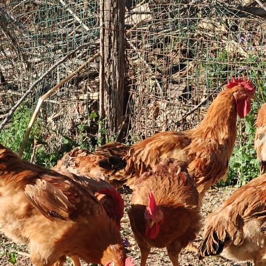 鸡腿/鸡翅/鸡胸肉/麻鸡 商品图3