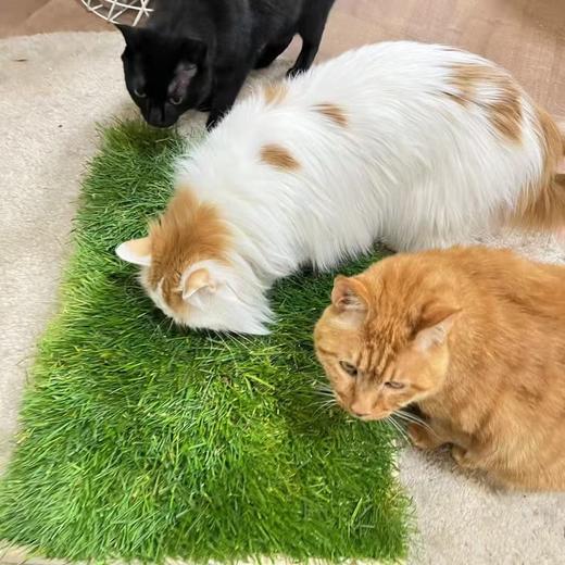 青毡 宠物通用草坪草毯 60cm×40cm/块 无需繁琐种植 开箱即用 猫狗乌龟等可用  偏远地区补30元运费 商品图3