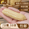 【糯小鲜】拇指小玉米 500g袋 & 1kg袋 & 1kg礼盒 商品缩略图10
