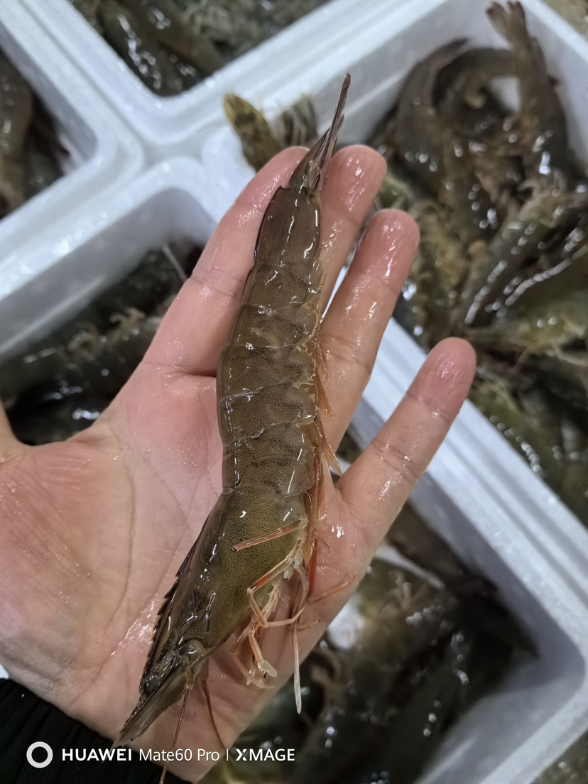 鲜活无水汪籽虾，一箱1.8-2斤，全活装箱，打氧，保鲜不保活