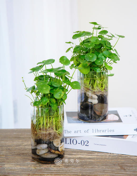 水培铜钱草 商品图0