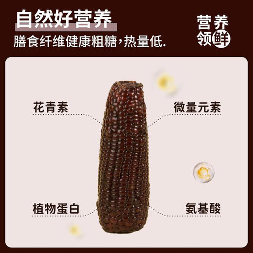 “玉中玉”有机黑糯玉米家庭装 商品图2