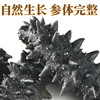 三只海豚干海参 大连海参干货辽参刺海参国标高泡发海产13-16只/50g /粮油调味 /南北干货 /干海参 商品缩略图1