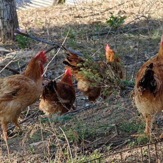 鸡腿/鸡翅/鸡胸肉/麻鸡 商品图4