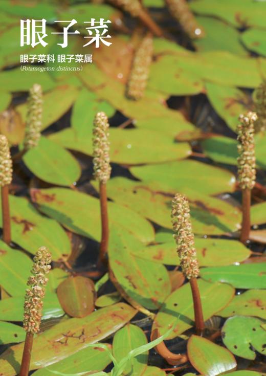 《寻觅〈诗经〉中的湿地植物》 商品图11