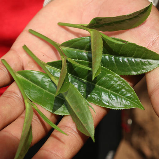 【签约冰岛老寨05号门牌】2025年头春冰岛老寨广场一类大单株古树100克/盒 商品图1