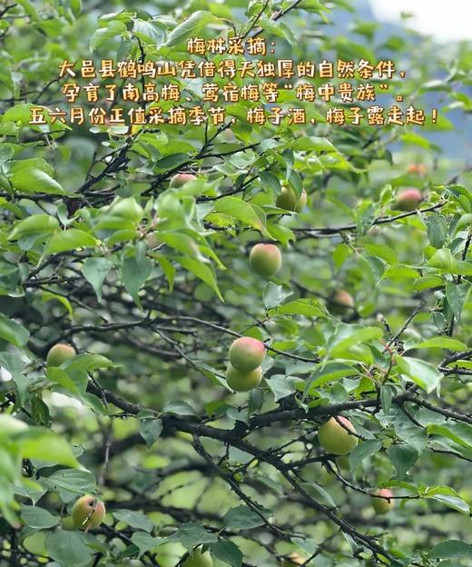 耍水徒步💦【成都大邑·山涯营户外亲子民宿】周末节假日通用不加价
🎐回归自然，享受亲子户外生活好去处～ 商品图6