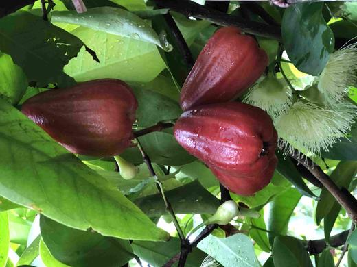 海南黑金刚莲雾 商品图5