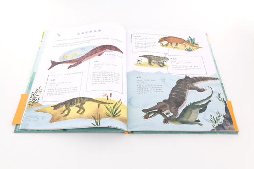 生命的旅程：从鱼到人 商品图6