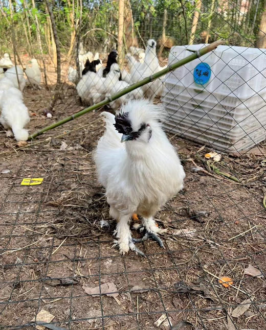 白毛乌骨鸡，土放养，每周五清早现杀配送，女性经、孕、产、乳，各时期吃它都是上佳食补 商品图1