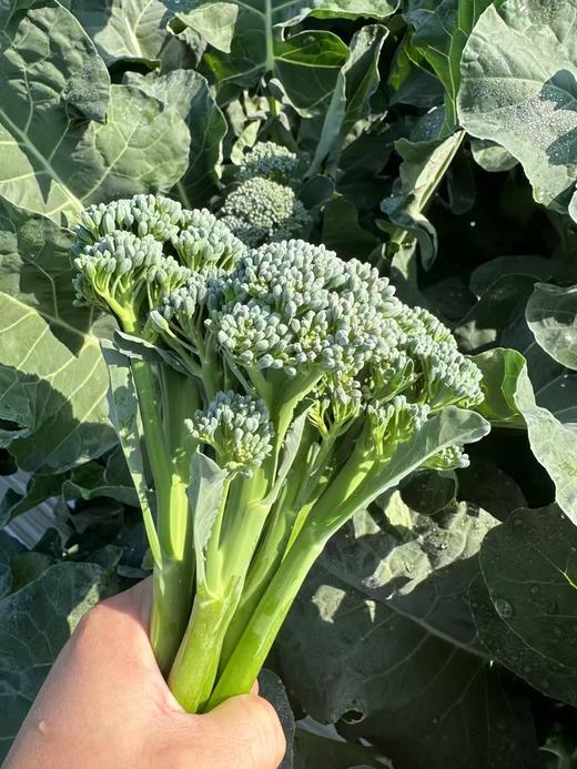 朴愿甄选   甜杆西兰苔   300克 商品图1