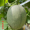 【新疆兵团】天和农业 冰火蜜瓜 新疆西州蜜 哈密瓜 脆甜多汁 商品缩略图3