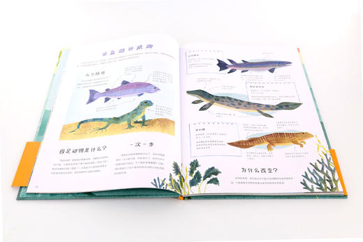 生命的旅程：从鱼到人 商品图5