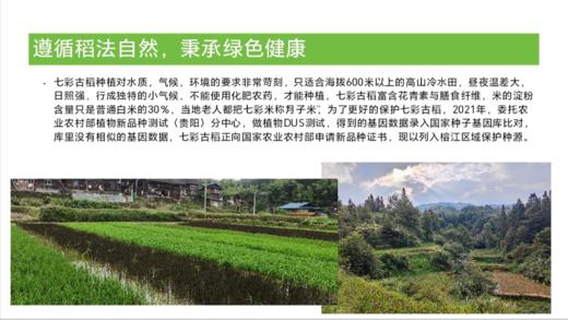 黔东南榕江【七彩米】当季新米无添加每一粒米都是精挑细选 商品图1