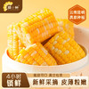 【糯小鲜】水果玉米段 1kg礼盒 商品缩略图2