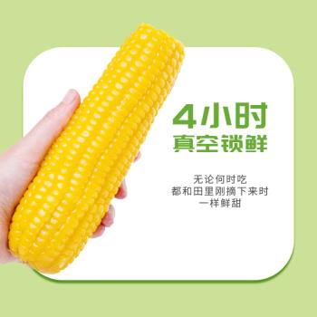 田里有草有机黄糯玉米 9.6斤 24根 有机玉米营养健康真空袋装非转基因 /粮油调味 /杂粮 /谷米类 商品图5