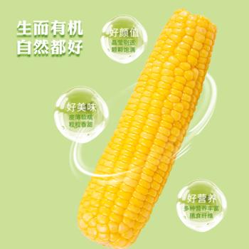 田里有草有机黄糯玉米 9.6斤 24根 有机玉米营养健康真空袋装非转基因 /粮油调味 /杂粮 /谷米类 商品图4