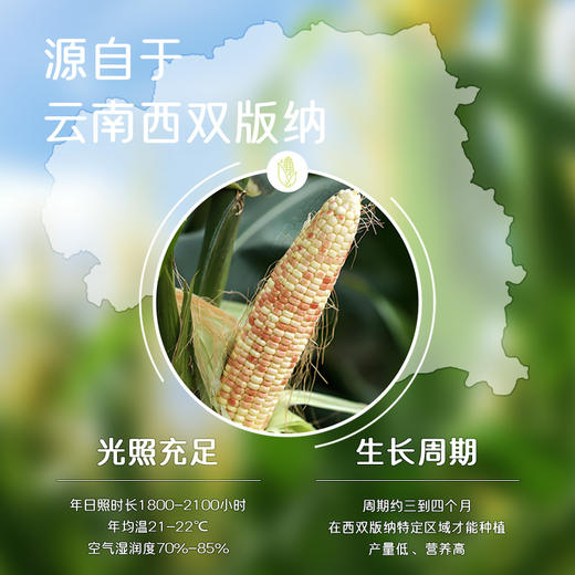 【糯小鲜】花糯小玉米1.5kg袋 商品图5