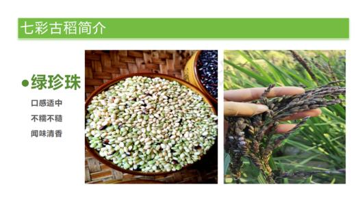 黔东南榕江【七彩米】当季新米无添加每一粒米都是精挑细选 商品图5