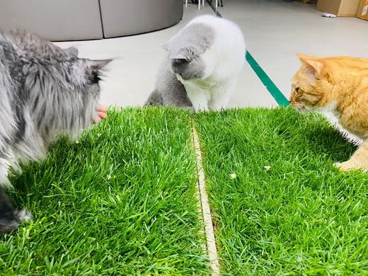 青毡 宠物通用草坪草毯 60cm×40cm/块 无需繁琐种植 开箱即用 猫狗乌龟等可用  偏远地区补30元运费 商品图2