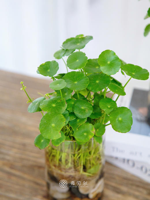 水培铜钱草 商品图2