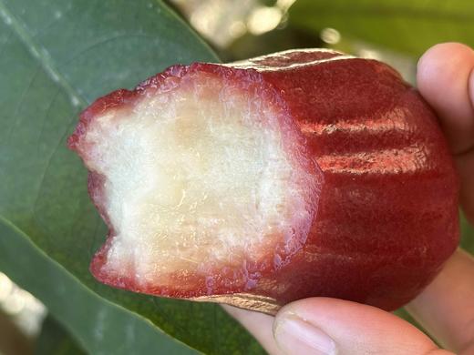 海南黑金刚莲雾 商品图4