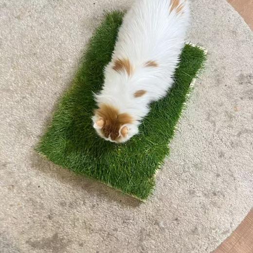 青毡 宠物通用草坪草毯 60cm×40cm/块 无需繁琐种植 开箱即用 猫狗乌龟等可用  偏远地区补30元运费 商品图7