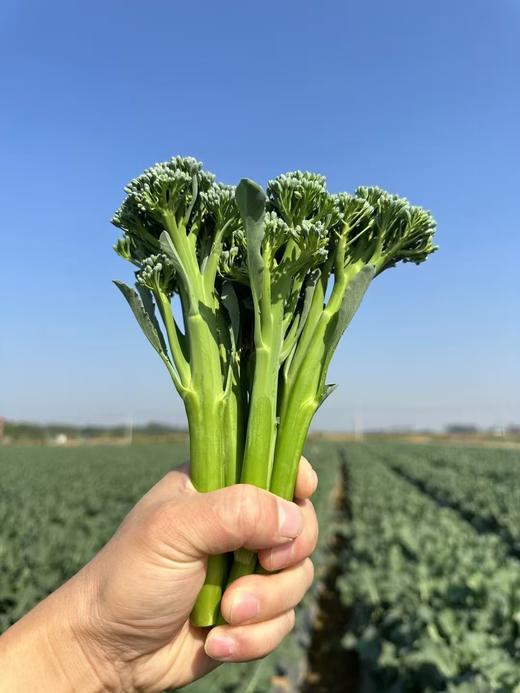 朴愿甄选   甜杆西兰苔   300克 商品图2