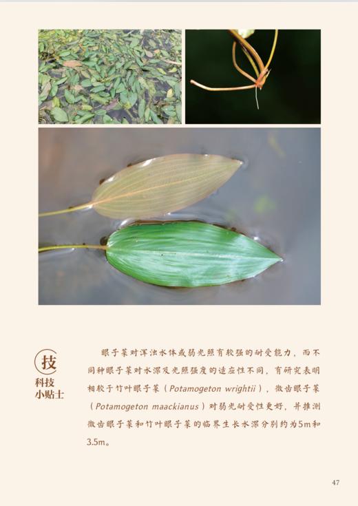 《寻觅〈诗经〉中的湿地植物》 商品图13