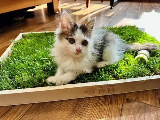 青毡 宠物通用草坪草毯 60cm×40cm/块 无需繁琐种植 开箱即用 猫狗乌龟等可用  偏远地区补30元运费 商品图5