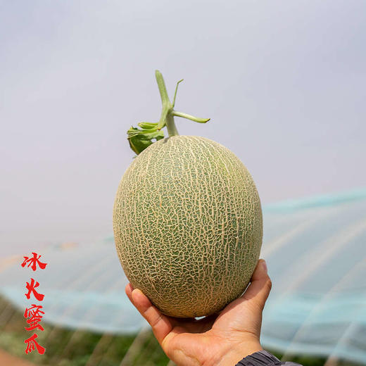 【新疆兵团】天和农业 冰火蜜瓜 新疆西州蜜 哈密瓜 脆甜多汁 商品图2