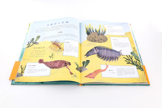 生命的旅程：从鱼到人 商品图8