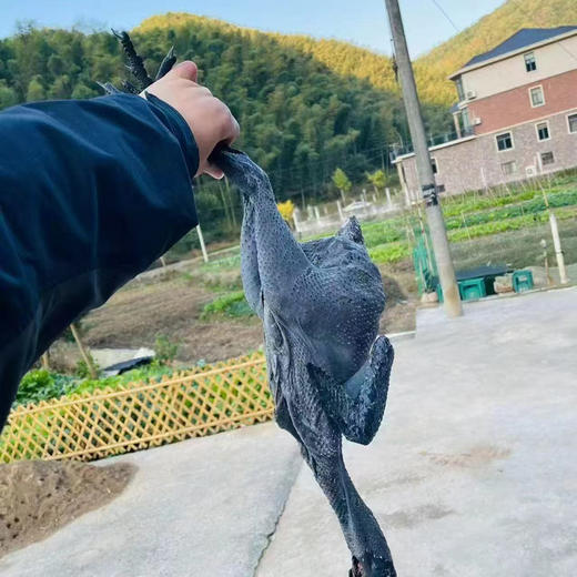白毛乌骨鸡，土放养，每周五清早现杀配送，女性经、孕、产、乳，各时期吃它都是上佳食补 商品图0