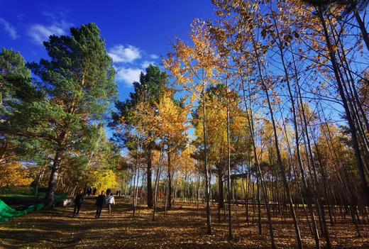 【龙江秋色G331】大小兴安岭、中俄北极三岛、五大连池、北红村、北极村、龙江大弯、画山、伊春五花山、茅兰沟13天摄影创作团 商品图2
